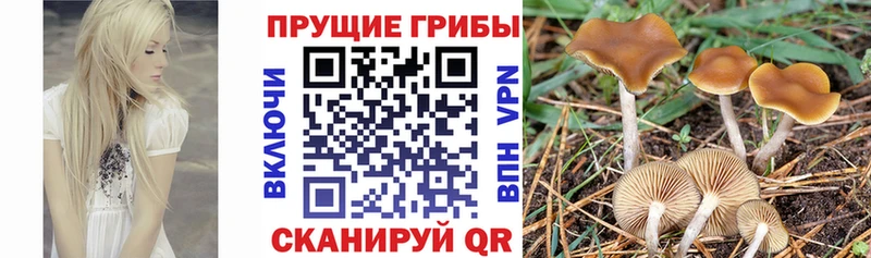 Псилоцибиновые грибы мицелий  где купить   Белоозёрский 
